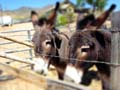 DSC02726-tiltshift